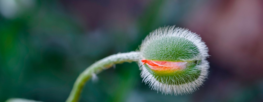 Dood als omgekeerde geboorte