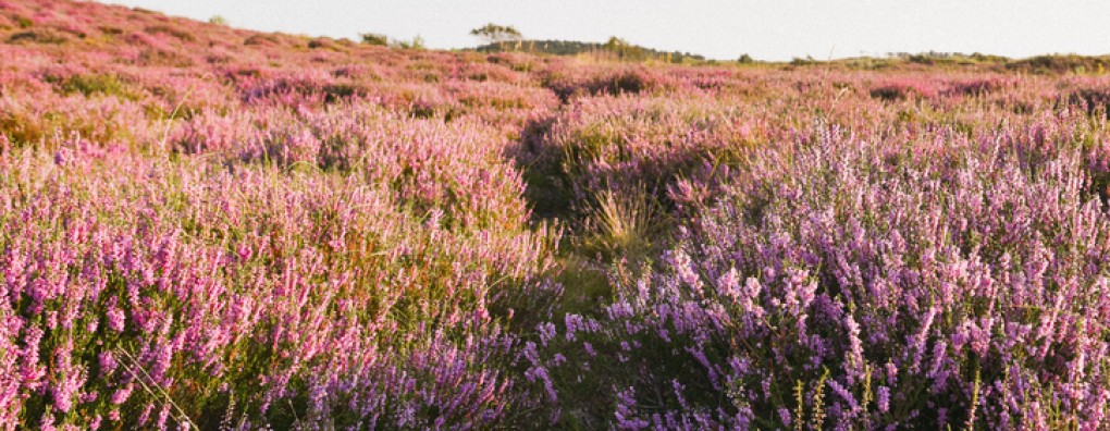 Comfort in de stervensfase